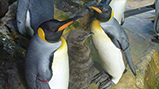 世界初！鴨川シーワールドでオウサマペンギンの人工授精に成功