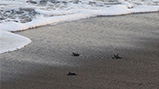 「ウミガメの浜」で保護したアカウミガメの卵がふ化 子ガメを東条海岸より放流