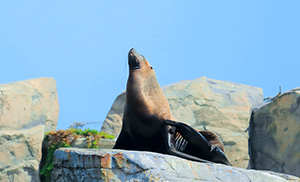 Steller Sea Lion Sea