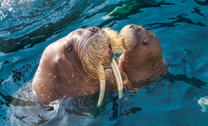 Walrus Sea