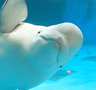 Beluga