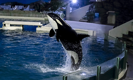 水族館探検プラン開催