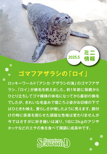 ミニ情報2025年5月