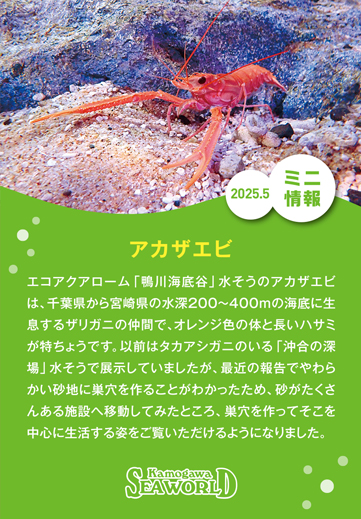 ミニ情報2025年5月
