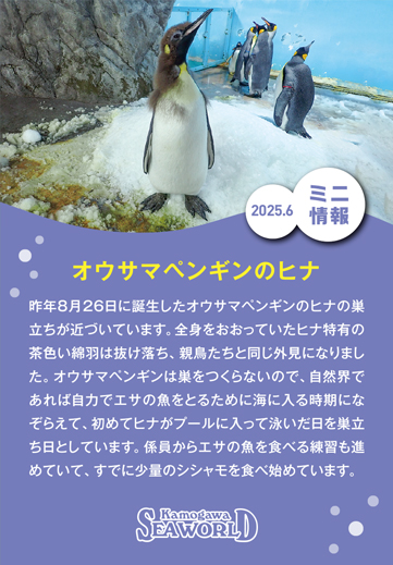 ミニ情報2025年6月