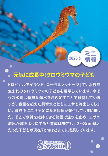 ミニ情報2025年6月
