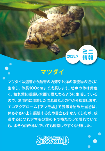ミニ情報2025年7月
